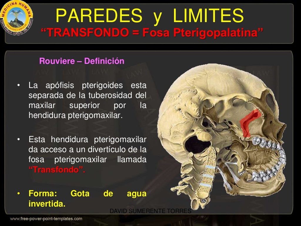 Fosa Pterigopalatina Pterigomaxilar