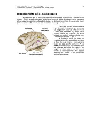 Curso de Fisiologia 2007 Ciclo de Neurofisiologia
Departamento de Fisiologia, IB Unesp-Botucatu Profa. Silvia M. Nishida
116
Reconhecimento das coisas no espaço
Hoje sabemos que há áreas corticais muito especializadas para construir a percepção das
coisas. Primeiro as submodalidades sensoriais chegam ao córtex sensorial primário. Depois as
diferentes partes das informações são juntadas e o objeto como um todo é reconstruído. Assim
podemos reconhecê-lo, memorizá-lo ou iniciamos uma relação com ele.
Para o ser humano o sistema visual
é um dos mais importantes em termos de
sua relação com o espaço extra-corpóreo e
o mais bem estudado. O córtex visual
primário recebe as projeções da retina,
outras áreas corticais estão envolvidas com
a interpretação sobre o “ o que é”
A informação visual que chega ao
córtex visual primário diverge ventral (córtex
do lobo temporal inferior) e dorsalmente
(córtex do lobo parietal posterior). A via
dorsal está relacionada com a identificação
das relações espaciais dos objetos em
relação ao observador e a via ventral
garante o reconhecimento dos objetos
atribuindo-lhes nomes e os significados
funcional e contextual.
 