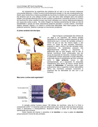 Curso de Fisiologia 2007 Ciclo de Neurofisiologia
Departamento de Fisiologia, IB Unesp-Botucatu Profa. Silvia M. Nishida
111
Ao compararmos as superfícies dos cérebros de um rato e um ser humano notaremos
uma grande diferença: o córtex humano é profundamente sulcado e o do rato é praticamente liso.
Assim, para mantermos a mesma quantidade de neurônios no cérebro com uma superfície cortical
lisa teríamos que ter uma cabeça enorme, o que não seria nada vantajoso para uma postura
bípede. Uma grande diferença entre os dois córtices é justamente o tremendo aumento no número
de neurônios do córtex cerebral humano que foram alocados num volume relativamente pequeno
por causa dos sulcos e giros. No córtex chegam os impulsos provenientes de todas as vias da
sensibilidade e graças às áreas associativas podemos perceber o mundo exterior, reconhecer
objetos, pessoas, lugares, a si mesmo e conferir-lhes afetividade. Alem disso graças ao córtex
podemos raciocinar, idealizar e planejar os movimentos complexos.
O córtex cerebral é de três tipos
Veja na figura a comparação dos córtices de
um réptil e um mamífero. Na mesma posição
topográfica do hemisfério cerebral esquerdo do réptil
observamos que o número de camadas corticais é
menor do que no rato. Na mesma região, o rato
possui um córtex de seis camadas (neocortex),
enquanto o réptil o córtex é de três camadas córtex
(paleocortex). Os vertebrados possuem três
filogeneticamente distintos: o arquicórtex e
páleocortex são os mais antigos, mas no rato (e
demais mamíferos) foram conservados mas por
causa da expansão do neocórtex, mudaram de lugar.
O paleocórtex sempre associado à função olfativa foi
empurrado lateral e ventralmente até ficar confinado
como o lobo piriforme (úncus e giro
parahipocampal). Já o arquicortex foi empurrado
medialmente para dentro da fissura central dando
origem ao hipocampo. O neocortex então ocupa
praticamente toda a superfície cortical telencefálica
(90%) nos mamíferos (compare novamente a
superfície lisa do telencéfalo do rato com a do
humano).
Mas como o córtex está organizado?
A camada cortical humana possui 100 bilhões de neurônios, varia de 2 a 5mm e
compreende 0,25m
2
. O neocórtex pode ser diferenciado sob o ponto de vista funcional (sensorial,
motor e associativo) e citoarquitetônico. Brodmann dividiu o córtex em 52 áreas corticais
identificando com números.
Outra maneira de chamar o neocórtex é de isocótex e o arqui e paleo de alocórtex
porque possuem menos de seis camadas.
 