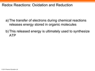 © 2015 Pearson Education Ltd
Redox Reactions: Oxidation and Reduction
a) The transfer of electrons during chemical reactions
releases energy stored in organic molecules
b) This released energy is ultimately used to synthesize
ATP
 