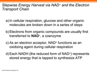© 2015 Pearson Education Ltd
Stepwise Energy Harvest via NAD+ and the Electron
Transport Chain
a) In cellular respiration, glucose and other organic
molecules are broken down in a series of steps
b) Electrons from organic compounds are usually first
transferred to NAD+, a coenzyme
c) As an electron acceptor, NAD+ functions as an
oxidizing agent during cellular respiration
d) Each NADH (the reduced form of NAD+) represents
stored energy that is tapped to synthesize ATP
 