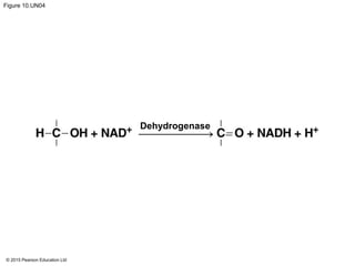© 2015 Pearson Education Ltd
Figure 10.UN04
Dehydrogenase
 