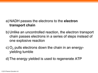 © 2015 Pearson Education Ltd
a) NADH passes the electrons to the electron
transport chain
b) Unlike an uncontrolled reaction, the electron transport
chain passes electrons in a series of steps instead of
one explosive reaction
c) O2 pulls electrons down the chain in an energy-
yielding tumble
d) The energy yielded is used to regenerate ATP
 