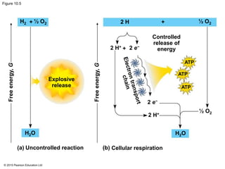 © 2015 Pearson Education Ltd
Figure 10.5
H2 + ½ O2 2 H + ½ O2
2 H+
2 e−
2 e−2 H+
+
H2O
½ O2
Controlled
release of
energy
ATP
ATP
ATP
Explosive
release
Cellular respirationUncontrolled reaction(a) (b)
Freeenergy,G
Freeenergy,G
H2O
 