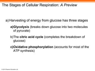 © 2015 Pearson Education Ltd
The Stages of Cellular Respiration: A Preview
a) Harvesting of energy from glucose has three stages
a)Glycolysis (breaks down glucose into two molecules
of pyruvate)
b)The citric acid cycle (completes the breakdown of
glucose)
c)Oxidative phosphorylation (accounts for most of the
ATP synthesis)
 