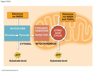 © 2015 Pearson Education Ltd
Figure 10.6-2
Electrons
via NADH
Electrons
via NADH
and FADH2
ATP ATP
CYTOSOL MITOCHONDRION
Substrate-level Substrate-level
GLYCOLYSIS PYRUVATE
OXIDATION CITRIC
ACID
CYCLEAcetyl CoAGlucose Pyruvate
 