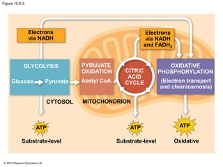 © 2015 Pearson Education Ltd
Figure 10.6-3
Electrons
via NADH
Electrons
via NADH
and FADH2
ATP ATP ATP
CYTOSOL MITOCHONDRION
Substrate-level Substrate-level Oxidative
GLYCOLYSIS PYRUVATE
OXIDATION CITRIC
ACID
CYCLE
OXIDATIVE
PHOSPHORYLATION
(Electron transport
and chemiosmosis)
Acetyl CoAGlucose Pyruvate
 