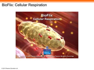 © 2015 Pearson Education Ltd
BioFlix: Cellular Respiration
 
