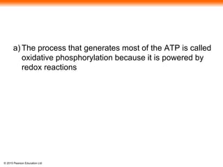 © 2015 Pearson Education Ltd
a) The process that generates most of the ATP is called
oxidative phosphorylation because it is powered by
redox reactions
 