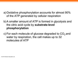 © 2015 Pearson Education Ltd
a) Oxidative phosphorylation accounts for almost 90%
of the ATP generated by cellular respiration
b) A smaller amount of ATP is formed in glycolysis and
the citric acid cycle by substrate-level
phosphorylation
c) For each molecule of glucose degraded to CO2 and
water by respiration, the cell makes up to 32
molecules of ATP
 