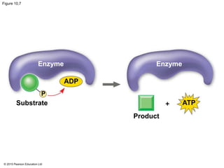 © 2015 Pearson Education Ltd
Figure 10.7
Enzyme Enzyme
Substrate
Product
ATP
ADP
P
 