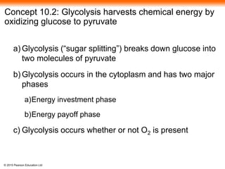 © 2015 Pearson Education Ltd
Concept 10.2: Glycolysis harvests chemical energy by
oxidizing glucose to pyruvate
a) Glycolysis (“sugar splitting”) breaks down glucose into
two molecules of pyruvate
b) Glycolysis occurs in the cytoplasm and has two major
phases
a)Energy investment phase
b)Energy payoff phase
c) Glycolysis occurs whether or not O2 is present
 