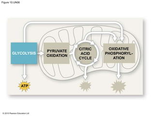 © 2015 Pearson Education Ltd
Figure 10.UN06
GLYCOLYSIS
PYRUVATE
OXIDATION
CITRIC
ACID
CYCLE
OXIDATIVE
PHOSPHORYL-
ATION
ATP
 