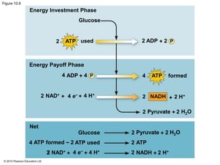 © 2015 Pearson Education Ltd
Figure 10.8
Energy Investment Phase
Glucose
Energy Payoff Phase
Net
2 ATP used 2 ADP + 2 P
4 ADP + 4 P 4 ATP formed
NAD+
4 e−2 + + 4 H+
2 H+2 NADH
Pyruvate2
2
2
2
2
2
2
2 H+H+
4
4
Glucose Pyruvate
ATPATP usedATP formed
H2O
NADH
−
2 NAD+
+
+
+
++ +
2 H2O
4e−
 