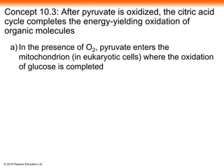 © 2015 Pearson Education Ltd
Concept 10.3: After pyruvate is oxidized, the citric acid
cycle completes the energy-yielding oxidation of
organic molecules
a) In the presence of O2, pyruvate enters the
mitochondrion (in eukaryotic cells) where the oxidation
of glucose is completed
 