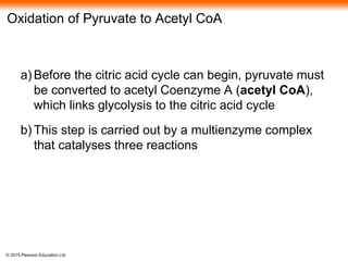 © 2015 Pearson Education Ltd
Oxidation of Pyruvate to Acetyl CoA
a) Before the citric acid cycle can begin, pyruvate must
be converted to acetyl Coenzyme A (acetyl CoA),
which links glycolysis to the citric acid cycle
b) This step is carried out by a multienzyme complex
that catalyses three reactions
 