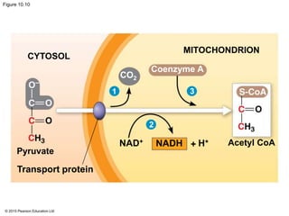 © 2015 Pearson Education Ltd
Figure 10.10
CYTOSOL
Pyruvate
Transport protein
MITOCHONDRION
Acetyl CoANAD+ H+NADH +
CO2
Coenzyme A
1
2
3
 