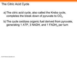 © 2015 Pearson Education Ltd
The Citric Acid Cycle
a) The citric acid cycle, also called the Krebs cycle,
completes the break down of pyruvate to CO2
b) The cycle oxidizes organic fuel derived from pyruvate,
generating 1 ATP, 3 NADH, and 1 FADH2 per turn
 