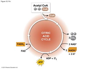 © 2015 Pearson Education Ltd
Figure 10.11b
CoA
CoA
CO2
CITRIC
ACID
CYCLE
FADH2
FAD
ATP
ADP + P i
NAD+
+ 3 H+
NADH3
3
2
Acetyl CoA
 