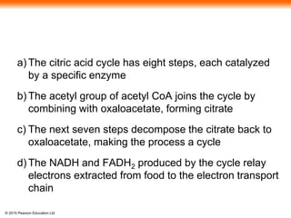 © 2015 Pearson Education Ltd
a) The citric acid cycle has eight steps, each catalyzed
by a specific enzyme
b) The acetyl group of acetyl CoA joins the cycle by
combining with oxaloacetate, forming citrate
c) The next seven steps decompose the citrate back to
oxaloacetate, making the process a cycle
d) The NADH and FADH2 produced by the cycle relay
electrons extracted from food to the electron transport
chain
 