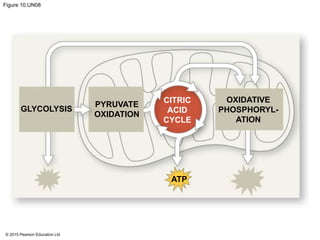 © 2015 Pearson Education Ltd
Figure 10.UN08
GLYCOLYSIS
PYRUVATE
OXIDATION
CITRIC
ACID
CYCLE
OXIDATIVE
PHOSPHORYL-
ATION
ATP
 