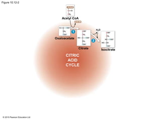 © 2015 Pearson Education Ltd
Figure 10.12-2
Acetyl CoA
H2O
Oxaloacetate
CoA-SH
Citrate
CITRIC
ACID
CYCLE
Isocitrate
1
2
 
