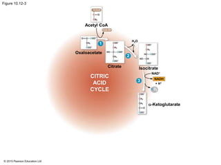 © 2015 Pearson Education Ltd
Figure 10.12-3
Acetyl CoA
H2O
+ H+
Oxaloacetate
CoA-SH
Citrate
-Ketoglutarate
NAD+
CO2
NADH
CITRIC
ACID
CYCLE
Isocitrate
1
2
3
 