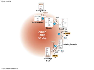 © 2015 Pearson Education Ltd
Figure 10.12-4
Acetyl CoA
H2O
+ H+
Oxaloacetate
CoA-SH
Citrate
-Ketoglutarate
CoA-SH
NAD+
CO2
NADH
CO2
NAD+
NADH
+ H+
Succinyl
CoA
CITRIC
ACID
CYCLE
Isocitrate
1
2
4
3
 