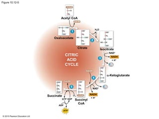 © 2015 Pearson Education Ltd
Figure 10.12-5
Acetyl CoA
H2O
+ H+
Oxaloacetate
CoA-SH
Citrate
-Ketoglutarate
CoA-SH
NAD+
CO2
NADH
CO2
NAD+
NADH
+ H+
Succinyl
CoA
ATP
ADP
GTP GDP
Succinate
CITRIC
ACID
CYCLE
P i
Isocitrate
1
2
5
4
3
CoA-SH
 