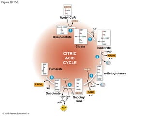 © 2015 Pearson Education Ltd
Figure 10.12-6
Acetyl CoA
H2O
+ H+
Oxaloacetate
CoA-SH
Citrate
-Ketoglutarate
CoA-SH
NAD+
CO2
NADH
CO2
NAD+
NADH
+ H+
Succinyl
CoA
ATP
ADP
GTP GDP
Succinate
FAD
FADH2
Fumarate
CITRIC
ACID
CYCLE
P i
Isocitrate
1
2
5
6
4
3
CoA-SH
 