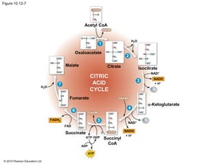 © 2015 Pearson Education Ltd
Figure 10.12-7
Acetyl CoA
H2O
+ H+
Oxaloacetate
CoA-SH
Citrate
-Ketoglutarate
CoA-SH
NAD+
CO2
NADH
CO2
NAD+
NADH
+ H+
Succinyl
CoA
ATP
ADP
GTP GDP
Succinate
FAD
FADH2
Fumarate
H2O
Malate
CITRIC
ACID
CYCLE
P i
Isocitrate
1
2
5
6
4
3
7
CoA-SH
 