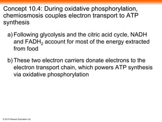 © 2015 Pearson Education Ltd
Concept 10.4: During oxidative phosphorylation,
chemiosmosis couples electron transport to ATP
synthesis
a) Following glycolysis and the citric acid cycle, NADH
and FADH2 account for most of the energy extracted
from food
b) These two electron carriers donate electrons to the
electron transport chain, which powers ATP synthesis
via oxidative phosphorylation
 