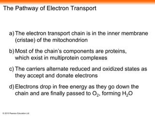 © 2015 Pearson Education Ltd
The Pathway of Electron Transport
a) The electron transport chain is in the inner membrane
(cristae) of the mitochondrion
b) Most of the chain’s components are proteins,
which exist in multiprotein complexes
c) The carriers alternate reduced and oxidized states as
they accept and donate electrons
d) Electrons drop in free energy as they go down the
chain and are finally passed to O2, forming H2O
 