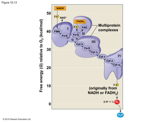 © 2015 Pearson Education Ltd
Figure 10.13
NADH
e−
2 NAD+
FADH2
FAD2 e−
FMN
Fe•S
Q
Fe•S
Cyt b
Fe•S
Cyt c1
Cyt c
Cyt a
Cyt a3
e−2
(originally from
NADH or FADH2)
2 H+ + ½ O2
H2O
Multiprotein
complexesI
II
III
IV
50
40
30
20
10
0
Freeenergy(G)relativetoO2(kcal/mol)
 