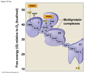 © 2015 Pearson Education Ltd
Figure 10.13a
50
40
30
20
10
Freeenergy(G)relativetoO2(kcal/mol)
NADH
e−
2
NAD+
FADH2
Fe•S
e−
FMN
Fe•S
Q
Cyt b
FAD
I
II
FAD
Multiprotein
complexes
III
Fe•S
Cyt c1
Cyt c
Cyt a
Cyt a3
IV
2
e−
2
 