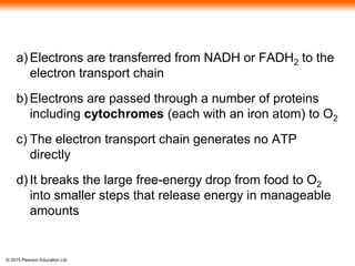 © 2015 Pearson Education Ltd
a) Electrons are transferred from NADH or FADH2 to the
electron transport chain
b) Electrons are passed through a number of proteins
including cytochromes (each with an iron atom) to O2
c) The electron transport chain generates no ATP
directly
d) It breaks the large free-energy drop from food to O2
into smaller steps that release energy in manageable
amounts
 