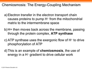 © 2015 Pearson Education Ltd
Chemiosmosis: The Energy-Coupling Mechanism
a) Electron transfer in the electron transport chain
causes proteins to pump H+ from the mitochondrial
matrix to the intermembrane space
b) H+ then moves back across the membrane, passing
through the protein complex, ATP synthase
c) ATP synthase uses the exergonic flow of H+ to drive
phosphorylation of ATP
d) This is an example of chemiosmosis, the use of
energy in a H+ gradient to drive cellular work
 