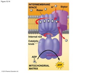 © 2015 Pearson Education Ltd
Figure 10.14
INTERMEMBRANE
SPACE
Rotor
H+ Stator
Internal rod
Catalytic
knob
ADP
+
P i
MITOCHONDRIAL
MATRIX
ATP
 