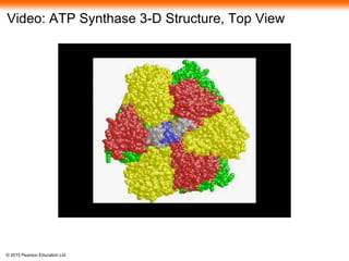 © 2015 Pearson Education Ltd
Video: ATP Synthase 3-D Structure, Top View
 