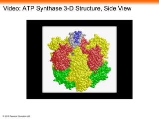 © 2015 Pearson Education Ltd
Video: ATP Synthase 3-D Structure, Side View
 
