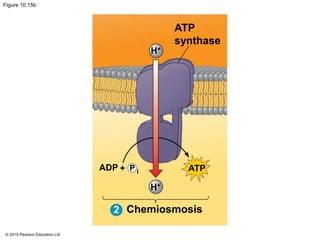 © 2015 Pearson Education Ltd
Figure 10.15b
H+
2
H+
ADP + P i ATP
Chemiosmosis
ATP
synthase
 