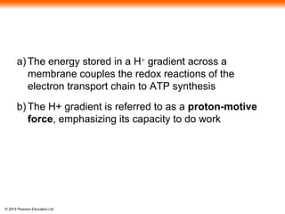 © 2015 Pearson Education Ltd
a) The energy stored in a H+ gradient across a
membrane couples the redox reactions of the
electron transport chain to ATP synthesis
b) The H+ gradient is referred to as a proton-motive
force, emphasizing its capacity to do work
 