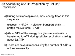 © 2015 Pearson Education Ltd
An Accounting of ATP Production by Cellular
Respiration
a) During cellular respiration, most energy flows in this
sequence:
glucose → NADH → electron transport chain →
proton-motive force → ATP
a) About 34% of the energy in a glucose molecule is
transferred to ATP during cellular respiration, making
about 32 ATP
b) There are several reasons why the number of ATP is
not known exactly
 