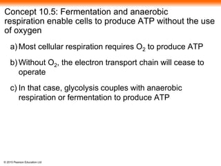 © 2015 Pearson Education Ltd
Concept 10.5: Fermentation and anaerobic
respiration enable cells to produce ATP without the use
of oxygen
a) Most cellular respiration requires O2 to produce ATP
b) Without O2, the electron transport chain will cease to
operate
c) In that case, glycolysis couples with anaerobic
respiration or fermentation to produce ATP
 