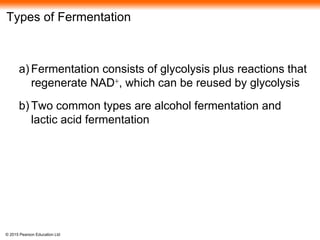 © 2015 Pearson Education Ltd
Types of Fermentation
a) Fermentation consists of glycolysis plus reactions that
regenerate NAD+, which can be reused by glycolysis
b) Two common types are alcohol fermentation and
lactic acid fermentation
 