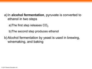 © 2015 Pearson Education Ltd
a) In alcohol fermentation, pyruvate is converted to
ethanol in two steps
a)The first step releases CO2
b)The second step produces ethanol
b) Alcohol fermentation by yeast is used in brewing,
winemaking, and baking
 