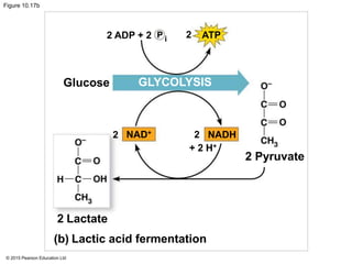 © 2015 Pearson Education Ltd
Figure 10.17b
2 ADP + 2 P i
NAD+
+ 2 H+
GLYCOLYSISGlucose
2 ATP
22
Lactate
(b) Lactic acid fermentation
NADH
2 Pyruvate
2
 