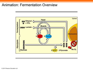 © 2015 Pearson Education Ltd
Animation: Fermentation Overview
 
