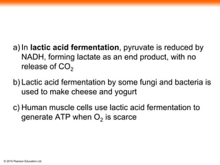 © 2015 Pearson Education Ltd
a) In lactic acid fermentation, pyruvate is reduced by
NADH, forming lactate as an end product, with no
release of CO2
b) Lactic acid fermentation by some fungi and bacteria is
used to make cheese and yogurt
c) Human muscle cells use lactic acid fermentation to
generate ATP when O2 is scarce
 
