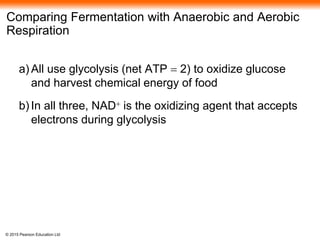 © 2015 Pearson Education Ltd
Comparing Fermentation with Anaerobic and Aerobic
Respiration
a) All use glycolysis (net ATP = 2) to oxidize glucose
and harvest chemical energy of food
b) In all three, NAD+ is the oxidizing agent that accepts
electrons during glycolysis
 